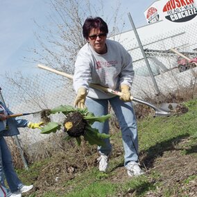 Volunteer pulls weed.